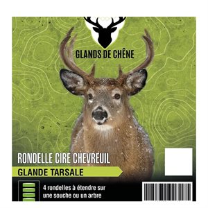 GLANDS DE CHÊNE RONDELLE DE CIRE GLANDE TARSALE 